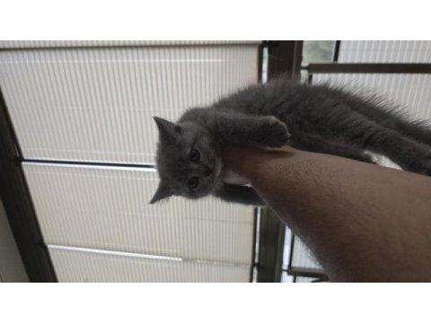 1.5 aylık british shorthair yavrumuz