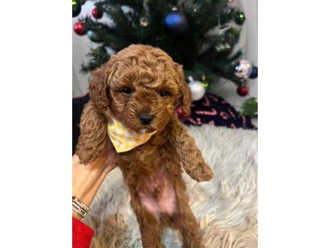 Orjinal toy poodle