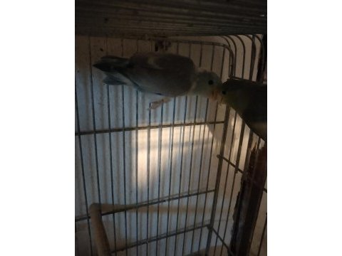 Bebek forpus papağanı vardır