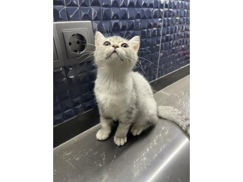 Blue tabby british shorthair kızım