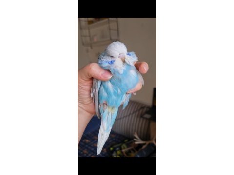Ele alışik vıolet spangle show dişi ve erkek muhabbet