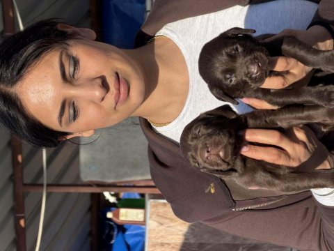 Labrador bebeklerimiz