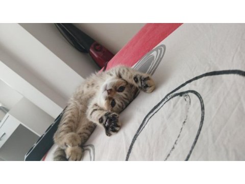 4 aylık scottish fold golden tabby - lora