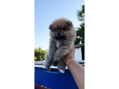 Pomeranian yavrularımız 