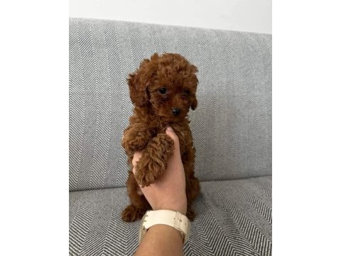 Orijinal toy poodle bebekleri