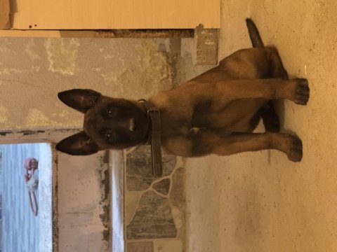 Tam bir makina belçika kurdu