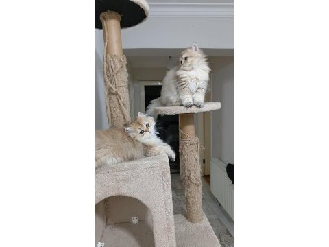 British longhair ny 12