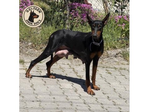 Doberman european