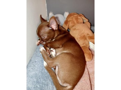 Çikolata erkek chihuahua