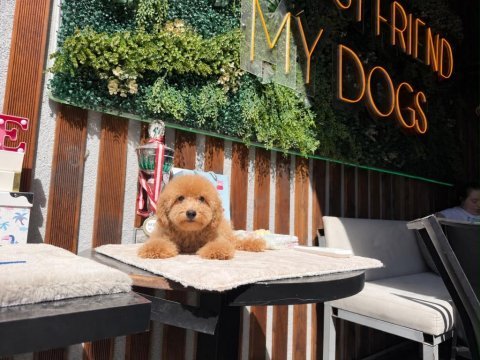 5 aylık erkek poodle bebeklerimiz yeni yuvasını arıyor