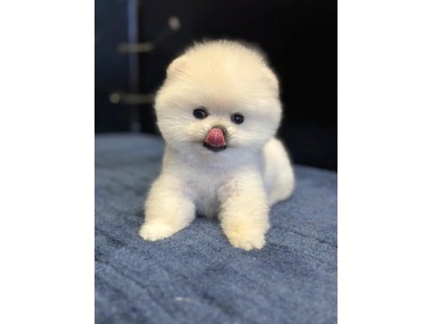 Teddy surat pomeranian boo yavrular