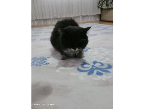 Dünyalar tatlısı kedimiz