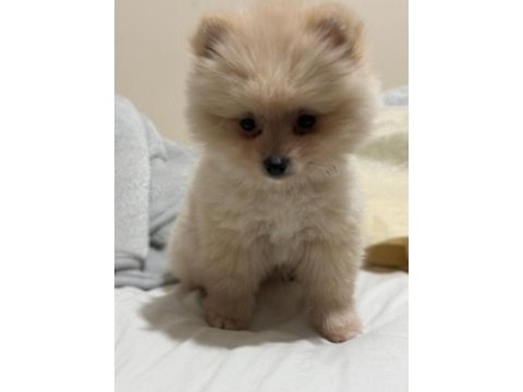Pomeranian boo