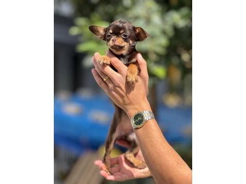 Chihuahua yavrularımız