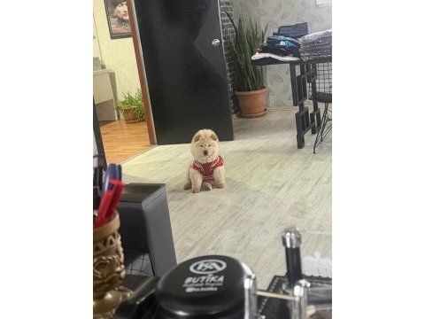 2 aylık yavru tuvalet eğitimli oyuncu çin aslanı