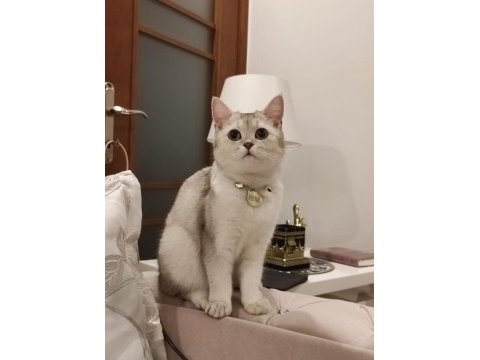 Ücretsiz british shorthair kedisi