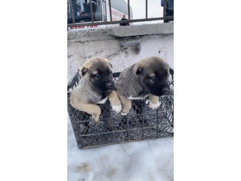 Yurt dışı yurt içi her yere kangal gönderim sağlanır