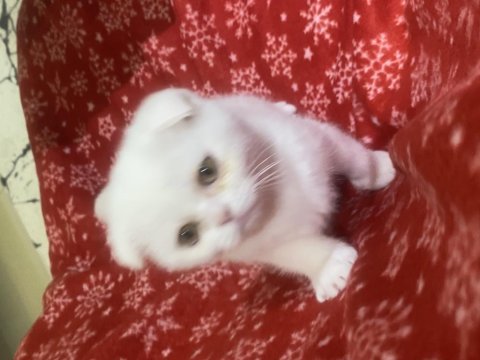 Scottish fold dişi beyaz 2 aylık