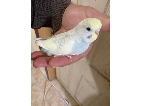 30 günlük renk güzeli oğlan muhabbet kuşu