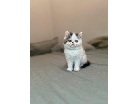 Van desen exotic shorthair yavrular