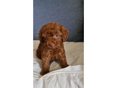 Dark brown kore toy poodle bebekler