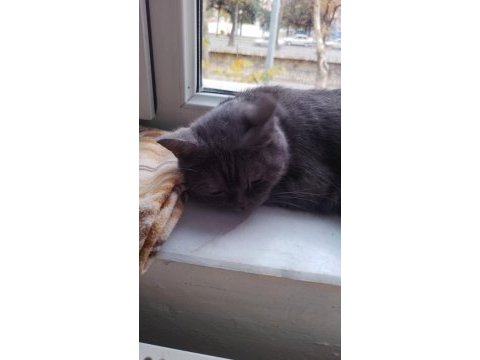 Yavru british shorthair