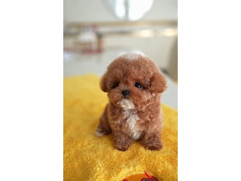 Saglık ve ırk garantılı toy poodle yavrularım