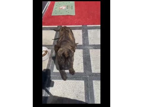 Güzel yapılı aşılı 3 aylık presa canario