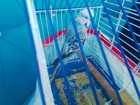 Kızgın erkek jumbo muhabbet kuşu