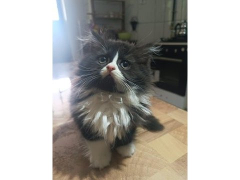 Erkek bi color british longhair