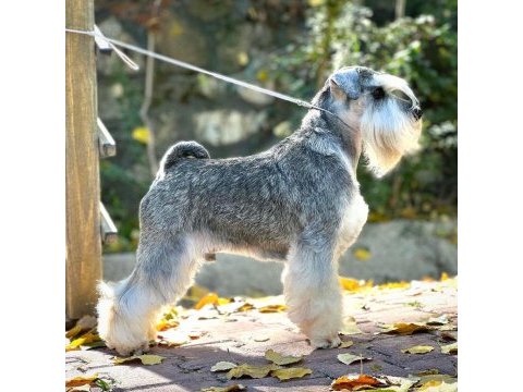 Fcı şecereli miniatute schnauzer yavruları