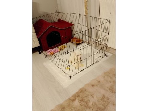 Maltese terrier 2 aylık dişi yavru