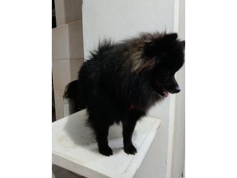 Pomeranian 8 aylık aşıları yapıldı erkek
