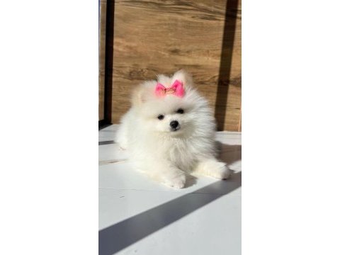 Pomeranian boo yavrumuz