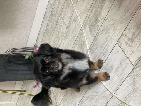 Çalıştığım için pekinez köpeğimiz