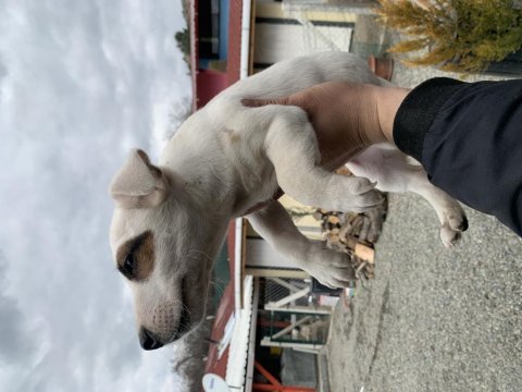 Safkan jack russell bebekler