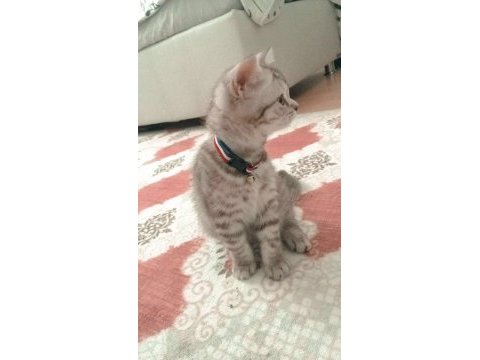 Kedimize acil yuva aranıyor ücret talep etmiyorum