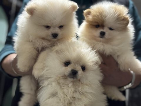 Ankranın en seçkin teddy face pomeranian yavruları