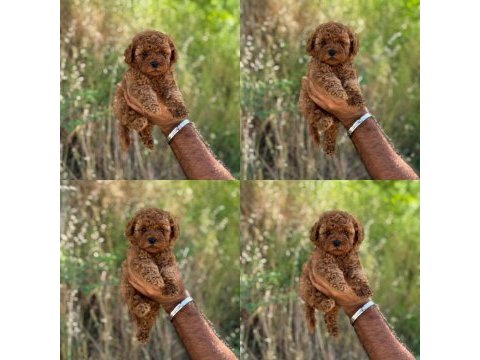 Yavru toy poodle