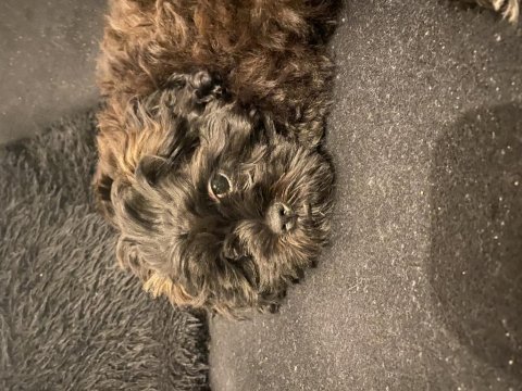 Uygun 3,5 aylık maltipoo