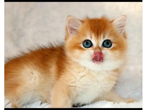 Mavi gözleriyle fark yaratan golden british shorthair 
