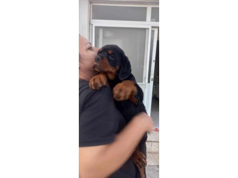 A şecere türkiye grand şampiyonu rottweiler yavruları