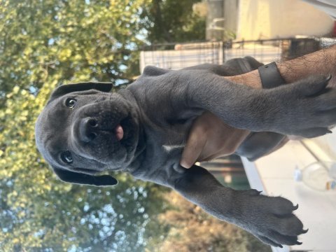 Harika anatomi cane corso yavrular