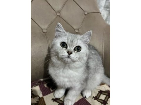 Teslime hazır british shorthair yavrumuz