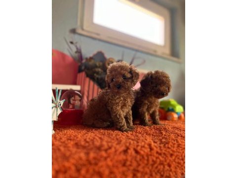 Orjinal toy poodle yavrular