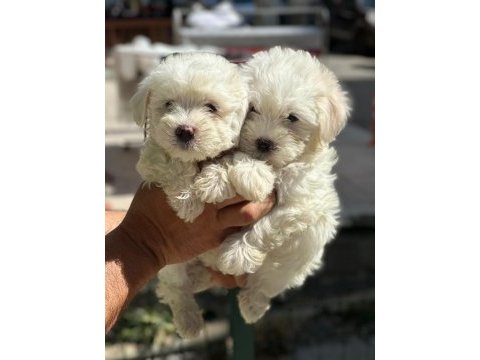 Maltese terrier yavrular ‼️