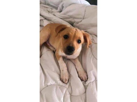 Jack russell ile pinscher melezi