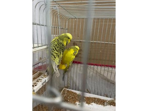 Jumbo muhabbet kuşu