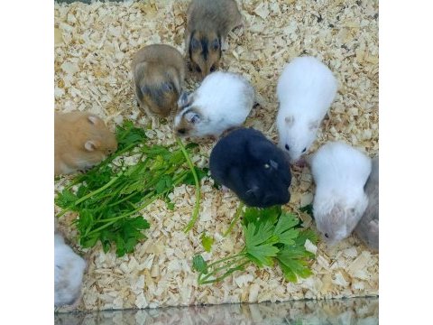 Hamster suriye gonzales