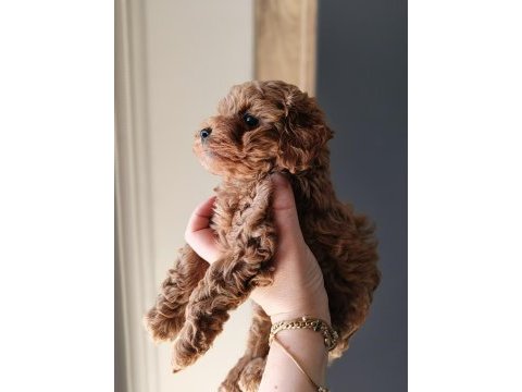 A kalite mini boy poodle bebekler